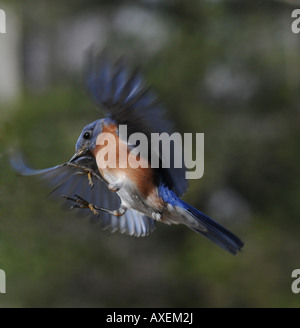 Bluebird in volo Foto Stock