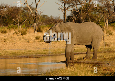 Elefante africano Loxodonta africana di bere il Botswana Foto Stock