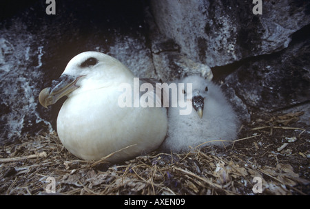 Fulmar & Young nel nido Foto Stock