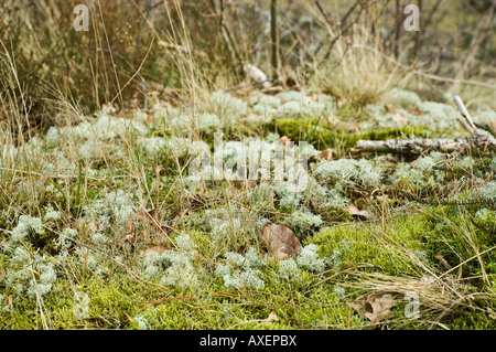 Coperte di muschio forest floor Foto Stock