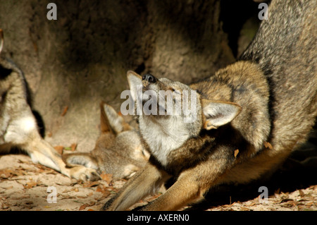 Red lupi Canis rufus in appoggio sotto agli alberi Foto Stock