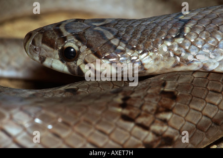 Un rettile, SERPENTES, Snake. Oligodon taeniolatus variegato o Russel Kukri Snake. In prossimità della testa. Non velenose. Foto Stock