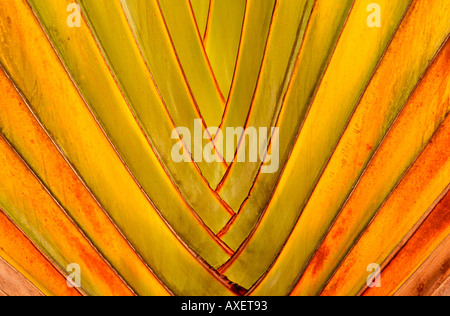 Dettaglio ventola fronde di palma Foto Stock