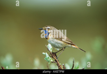 Pettazzurro (maschio) su ramoscello / Cyanosylvia svecica Foto Stock