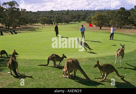 Anglesea Campo da Golf, famosa per la sua vasta popolazione di canguri, Grande Oceano Rd, Victoria, Australia, orizzontale Foto Stock