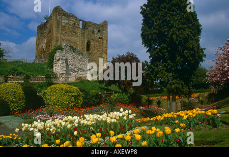 Tenere del Castello di Guildford e tulipani Giardini, Guildford, Surrey, England, Regno Unito Foto Stock