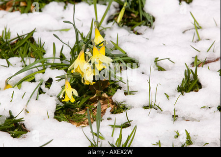 Dora campo Rydal, Lake District, acquistata da William Wordsworth per sua sorella e pieno di narcisi selvatici in primavera Foto Stock