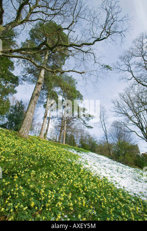 Dora campo Rydal, Lake District, acquistata da William Wordsworth per sua sorella e pieno di narcisi selvatici in primavera Foto Stock