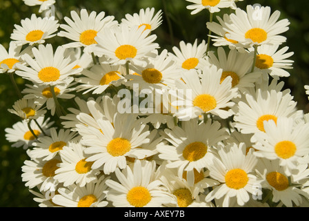 Tanacetum cinerariifolium, pyrethrum daisies a volte chiamate Crisanthemum dalmata Foto Stock