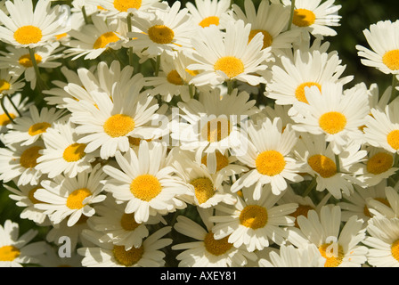 Tanacetum cinerariifolium, pyrethrum daisies a volte chiamate Crisanthemum dalmata Foto Stock