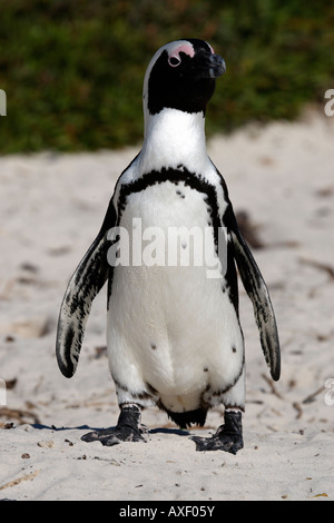 Pinguino africano Spheniscus demersus vicino a Boulders Beach sulla False Bay cape town Western Cape Province sud africa Foto Stock
