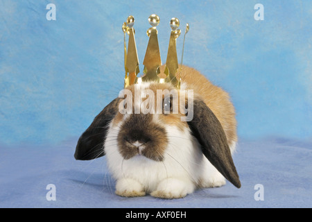 Lop-eared dwarf rabbit indossando la corona. Studio Immagine contro uno sfondo grigio Foto Stock