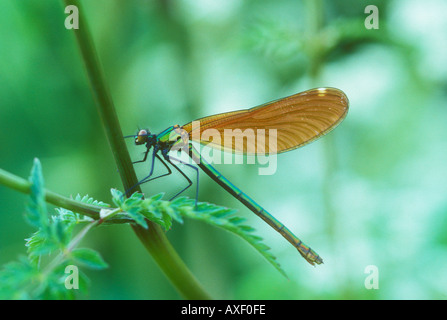 Belle Demoiselle o Agrion appoggio femmina Foto Stock