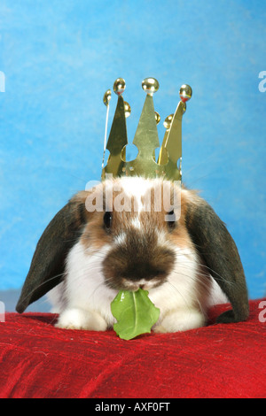 Lop-eared dwarf rabbit con corona, mangiando una foglia Foto Stock