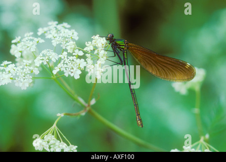 Belle Demoiselle o Agrion appoggio femmina Foto Stock