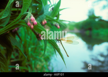 Belle Demoiselle o femmina Agrion poggiante su comfrey Foto Stock