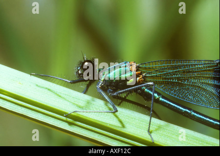 Demoiselle nastrati o Agrion nastrati in stretta fino Foto Stock