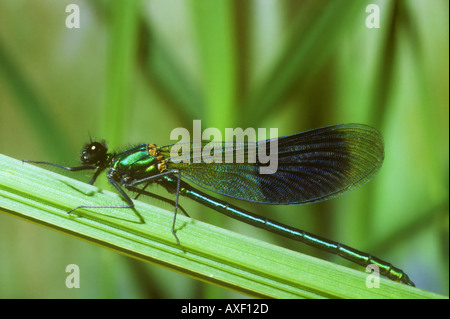 Demoiselle nastrati o Agrion nastrati in stretta fino Foto Stock