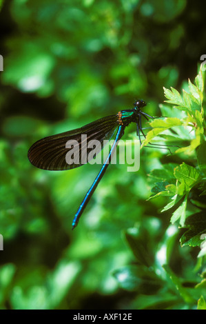 Belle Demoiselle o Agrion appoggio maschio Foto Stock