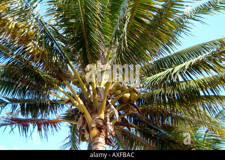 Una chiusura di una noce di cocco Palm tree Foto Stock