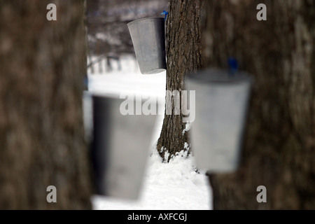 I secchi della collezione pendono su acero albero in un Bush canadese dello zucchero come stagione dello sciroppo di acero comincia. Foto Stock