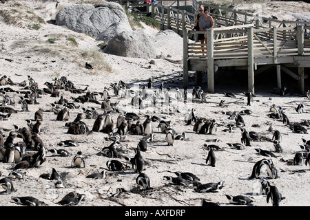 Pinguino africano Spheniscus demersus vicino a Boulders Beach sulla False Bay cape town Western Cape Province sud africa Foto Stock