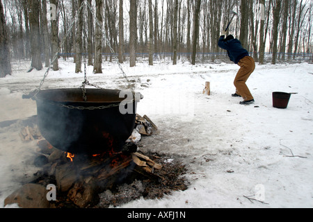 Un uomo trita legno in un cespuglio di sciroppo d'acero in Ontario Canada. Foto Stock