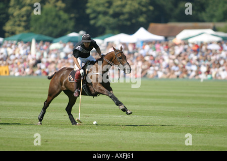 Finale del Veueve Clicquot Gold Cup Polo al Cowdray Park Polo Club, orsi neri rigature Luglio 2005 Foto Stock