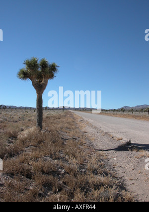 A Joshua Tree, un deserto cactus pianta, sta di guardia sul Groom road vicino a USAF area 51. Foto Stock