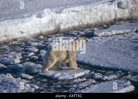 Orso polare, Ursus maritimus, sulla punta meridionale di Spitsbergen, regione di Svalbard, Norvegia. Foto Stock