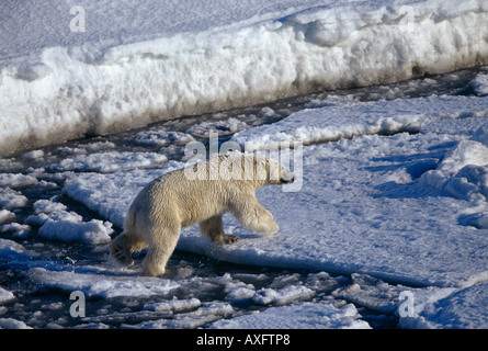 Orso polare, Ursus maritimus, sulla punta meridionale di Spitsbergen, regione di Svalbard, Norvegia. Foto Stock