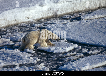 Orso polare, Ursus maritimus, sulla punta meridionale di Spitsbergen, regione di Svalbard, Norvegia. Foto Stock