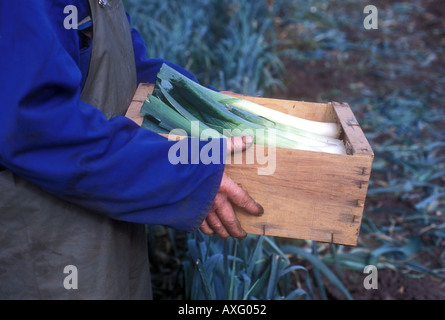 Uomo con grandi porri vicino al suo petto giardiniere del mercato Lincolnshire UK Foto Stock