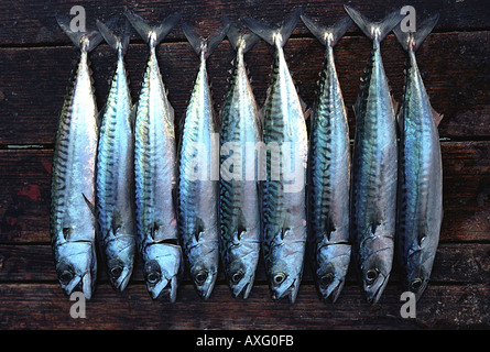 Sgombri freschi giacente sul ponte di una Boscastle giorno barca da pesca - Cornwall Regno Unito Foto Stock