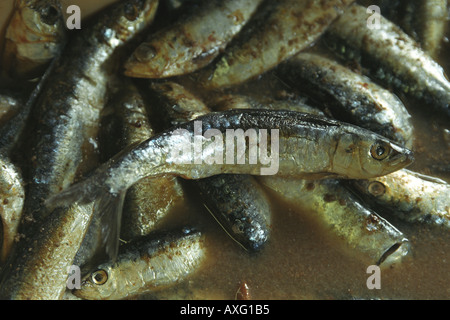 Le opere di sardelle Newlyn Penzance Cornwall Regno Unito Foto Stock