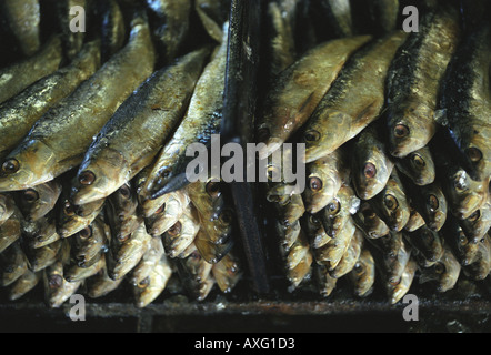 Le opere di sardelle Newlyn Penzance Cornwall Regno Unito Foto Stock