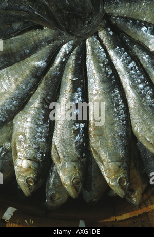 Le opere di sardelle Newlyn Penzance Cornwall Regno Unito Foto Stock