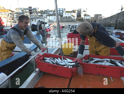 Sgombri essendo ordinata dai pescatori handline per mercato nel porto di St Ives Cornwall Regno Unito Foto Stock