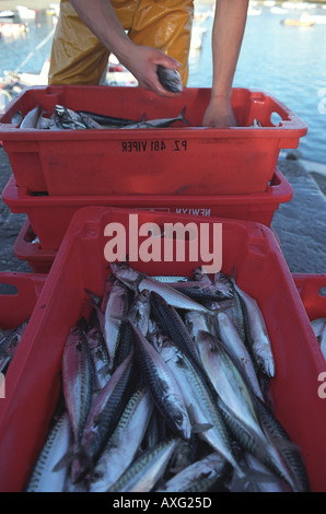 Sgombri essendo ordinata dai pescatori handline per mercato nel porto di St Ives Cornwall Regno Unito Foto Stock