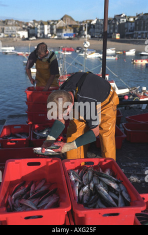 Sgombri essendo ordinata dai pescatori handline per mercato nel porto di St Ives Cornwall Regno Unito Foto Stock