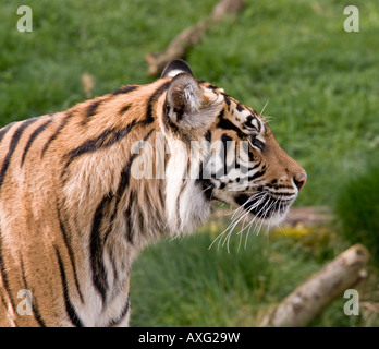 Tiger nel profilo Foto Stock