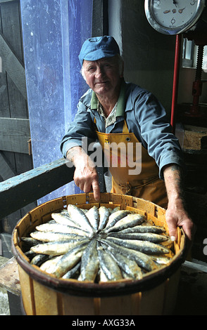 Le sarde salate in un barile detenute da Terry un lavoratore presso la sardella opere Newlyn Penzance Cornwall Regno Unito Foto Stock