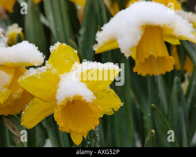 Giunchiglie in campo con neve sulle teste dei fiori,Norfolk happisburgh Foto Stock