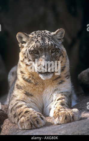 Snow Leopard - mentire / Uncia uncia Foto Stock