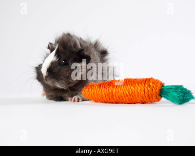 La cavia con Toy carota Foto Stock