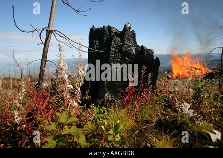 La nuova crescita inizia un nuovo dopo il devastante incendio in Kelowna BC Canada. Foto Stock