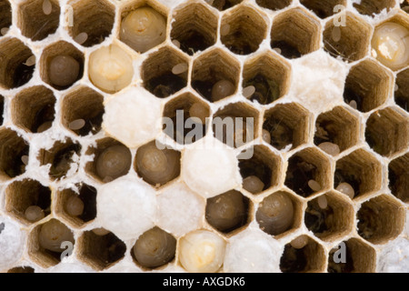 Esagono interno dello strato alveolare di nido di vespe che mostra larva e uova Foto Stock