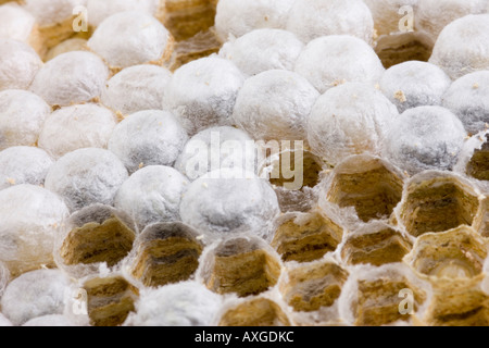 Esagono interno dello strato alveolare di nido di vespe che mostra larva e uova Foto Stock