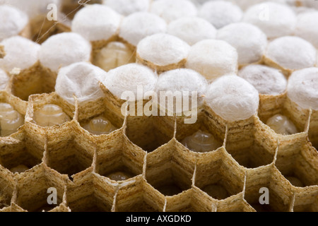 Esagono interno dello strato alveolare di nido di vespe che mostra larva e uova Foto Stock