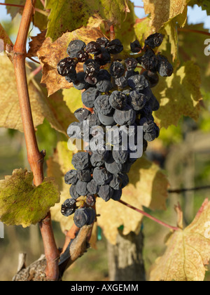 Close-up di Grapevine Foto Stock